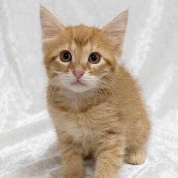 Apollo -  Domestic Long Hair Cat for Adoption in Miami, Florida - Apollo | PetCurious