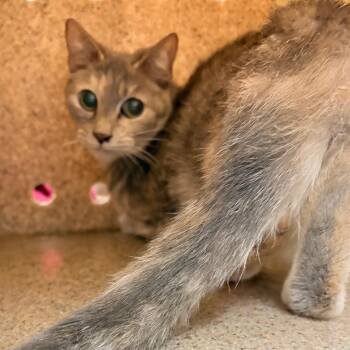 Domestic Short Hair Cats Available for Adoption in Philadelphia, Pennsylvania - Fuzzle | PetCurious