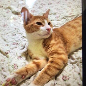River -  Domestic Short Hair Cat for Adoption in New Orleans, Louisiana - River | PetCurious