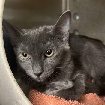 Roadhog -  Domestic Short Hair Cat for Adoption in Reno, Nevada - Roadhog | PetCurious