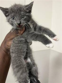 Russian Blue Cats Available for Adoption in Houston, Texas - A655326 | PetCurious