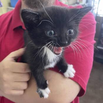 Piper -  Domestic Medium Hair Cat for Adoption in Springfield, Missouri - Piper | PetCurious