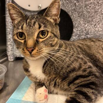 Sadie -  Domestic Short Hair Cat for Adoption in Salt Lake City, Utah - Sadie | PetCurious