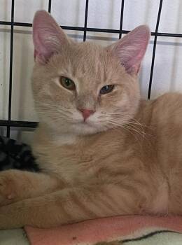 Rescue Domestic Short Hair Cats for Adoption in Indiana, Pennsylvania - Ross | PetCurious