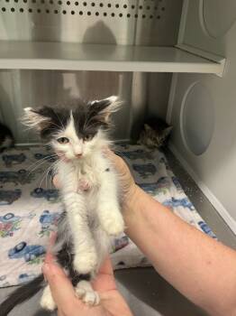 Rescue Domestic Short Hair Cats for Adoption in Athens, Tennessee - Kiwi | PetCurious