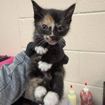 Metallica -  Domestic Short Hair Cat for Adoption in Reno, Nevada - Metallica | PetCurious