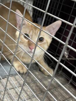 A799316 -  Domestic Short Hair Cat for Adoption in Louisville, Kentucky - A799316 | PetCurious