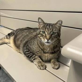 Tiger -  Domestic Short Hair and Mixed Breed Cat for Adoption in Dekalb, Illinois - Tiger | PetCurious