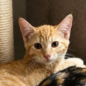 Romy -  Domestic Short Hair Cat for Adoption in Edwardsville, Illinois - Romy | PetCurious