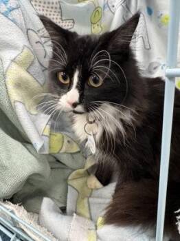Domestic Short Hair Cats Available for Adoption in Gainesville, Florida - Alfredo | PetCurious