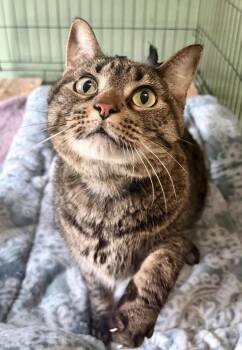 Domestic Short Hair Cats Available for Adoption in St. Peters, Missouri - Belle | PetCurious