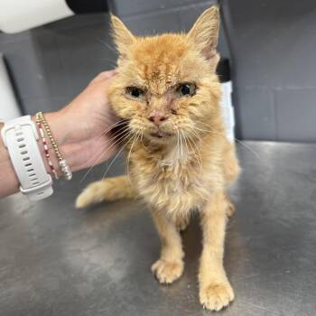 TUSC-Stray-84981 -  Domestic Short Hair Cat for Adoption in Tuscaloosa, Alabama - TUSC-Stray-84981 | PetCurious