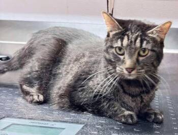 Domestic Short Hair Cats Available for Adoption in Knoxville, Iowa - Pickle | PetCurious