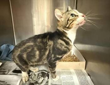PHILLIP -  Domestic Short Hair Cat for Adoption in San Antonio, Texas - PHILLIP | PetCurious
