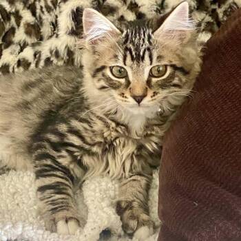 Domestic Long Hair Cats Available for Adoption in Eagle Mountain, Utah - Dos Knieriem | PetCurious