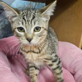 Avacatto -  Domestic Short Hair Cat for Adoption in Grantsville, Utah - Avacatto | PetCurious