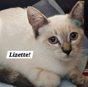 Lizette -  Siamese and Domestic Short Hair Cat for Adoption in San Antonio, Texas - Lizette | PetCurious
