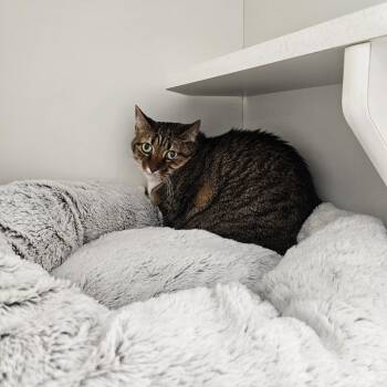 Bella May -  Domestic Short Hair Cat for Adoption in Jasper, Indiana - Bella May | PetCurious