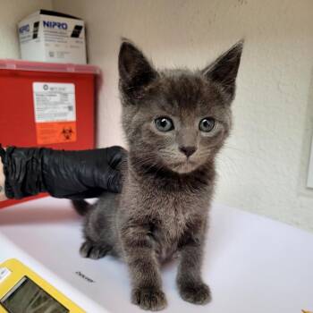 Sassafrass -  Domestic Short Hair Cat Available for Adoption in Belfair, Washington - Sassafrass | PetCurious