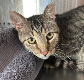 Marshawn -  Domestic Short Hair Cat for Adoption in Kansas City, Missouri - Marshawn | PetCurious