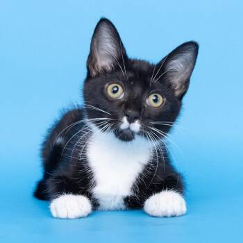 Charlie -  Domestic Short Hair Cat for Adoption in Franklin, Tennessee - Charlie | PetCurious