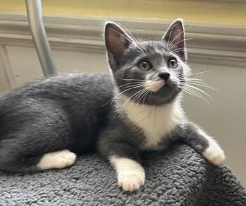 Pearl -  Domestic Short Hair Cat for Adoption in East Brunswick, New Jersey - Pearl | PetCurious