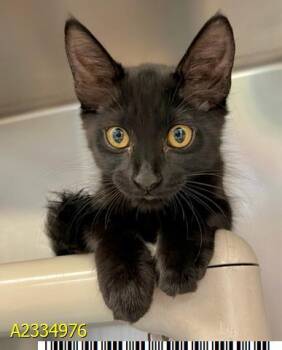 ODILE -  Domestic Short Hair Cat for Adoption in West Palm Beach, Florida - ODILE | PetCurious