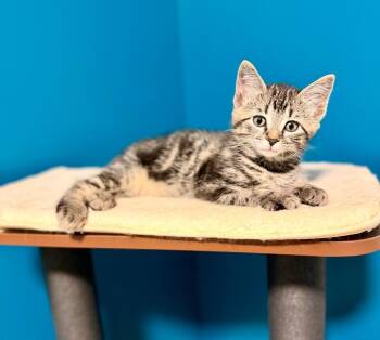 Nux -  Domestic Medium Hair Cat for Adoption in Calgary, Alberta - Nux | PetCurious