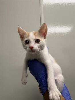 Domestic Medium Hair Cats Available for Adoption in Ontario, California - PURRLA | PetCurious