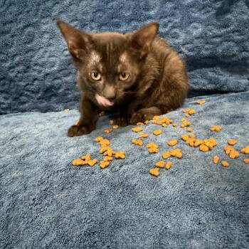 Rescue Domestic Short Hair Cats for Adoption in Danbury, Connecticut - Thumbelina | PetCurious