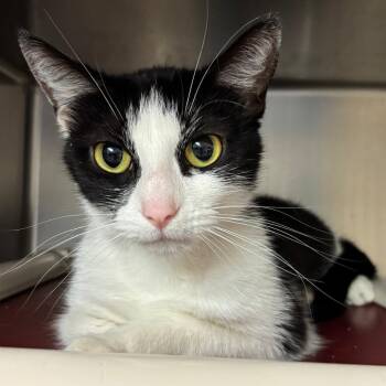 Domestic Short Hair Cats Available for Adoption in Chippewa Falls, Wisconsin - Tails | PetCurious