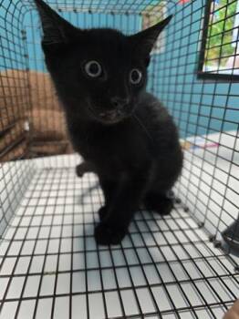 Domestic Short Hair Cats Available for Adoption in Houston, Texas - A654911 | PetCurious