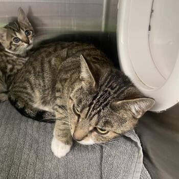 Tide - Must Apply in Person ! -  Domestic Short Hair Cat for Adoption in Georgetown, Kentucky - Tide - Must Apply In Person ! | PetCurious