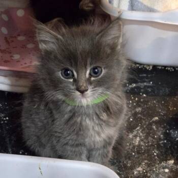 Case -  Domestic Long Hair Cat for Adoption in Belfair, Washington - Case | PetCurious
