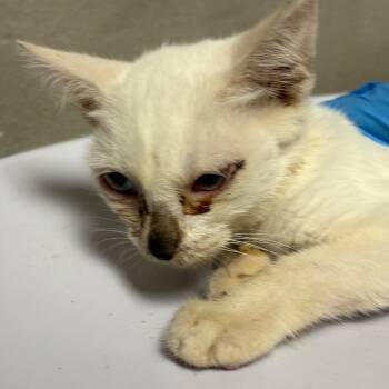 Tammy -  Domestic Short Hair Cat for Adoption in Yuma, Arizona - Tammy | PetCurious