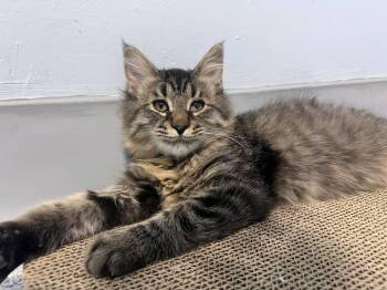 Laslow -  Domestic Medium Hair Cat for Adoption in Colorado Springs, Colorado - Laslow | PetCurious