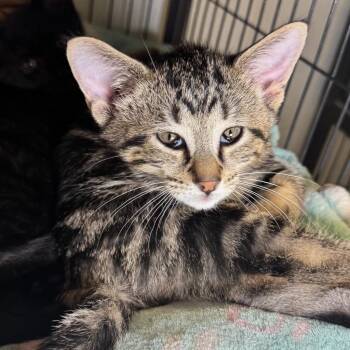 Glen -  Domestic Short Hair Cat for Adoption in Saginaw, Michigan - Glen | PetCurious