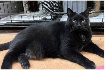 Rescue Domestic Short Hair Cats for Adoption in Blasdell, New York - Scarlett | PetCurious