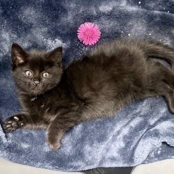 Domestic Medium Hair Cats Available for Adoption - Whisper | PetCurious