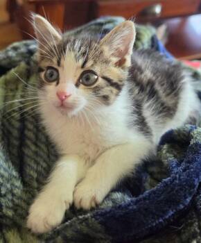 Reggie -  Tabby Cat for Adoption in York, Nebraska - Reggie | PetCurious