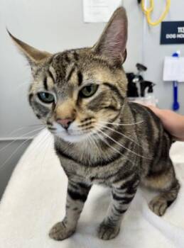 Domestic Short Hair Cats Available for Adoption in Lafayette, Indiana - Toffee | PetCurious