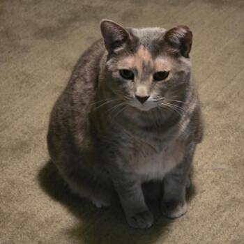 Mysti -  Domestic Short Hair Cat for Adoption in Saint James, Minnesota - Mysti | PetCurious