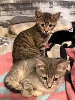 Domestic Short Hair Cats Available for Adoption - Romeo And Juliet - Petsmart Plantation | PetCurious