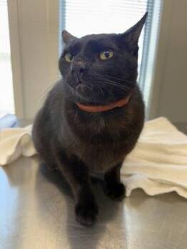 Gibby -  Domestic Short Hair Cat for Adoption in Lafayette, Indiana - Gibby | PetCurious