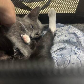 Neptune -  Domestic Short Hair Cat for Adoption in Tampa, Florida - Neptune | PetCurious