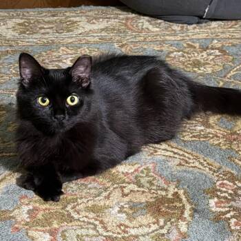 Domestic Long Hair Cats Available for Adoption in Gibsonia, Pennsylvania - Dusty | PetCurious