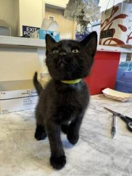 Aedion -  Domestic Short Hair Cat for Adoption in Roseville, California - Aedion | PetCurious