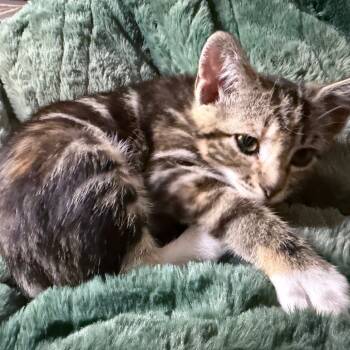 Rescue Domestic Short Hair Cats for Adoption in Abbotsford, British Columbia - Wiggle | PetCurious