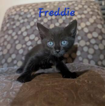 Freddie -  Domestic Short Hair Cat for Adoption in Anna, Texas - Freddie | PetCurious