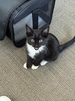 Domestic Short Hair Cats Available for Adoption - Penny | PetCurious